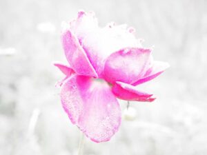 Masterclass vaginisme